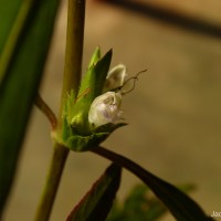 Hygrophila ringens (L.) R.Br. ex Spreng.